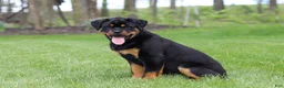 Rottweiler dogs for sale: Angela - Ad 4