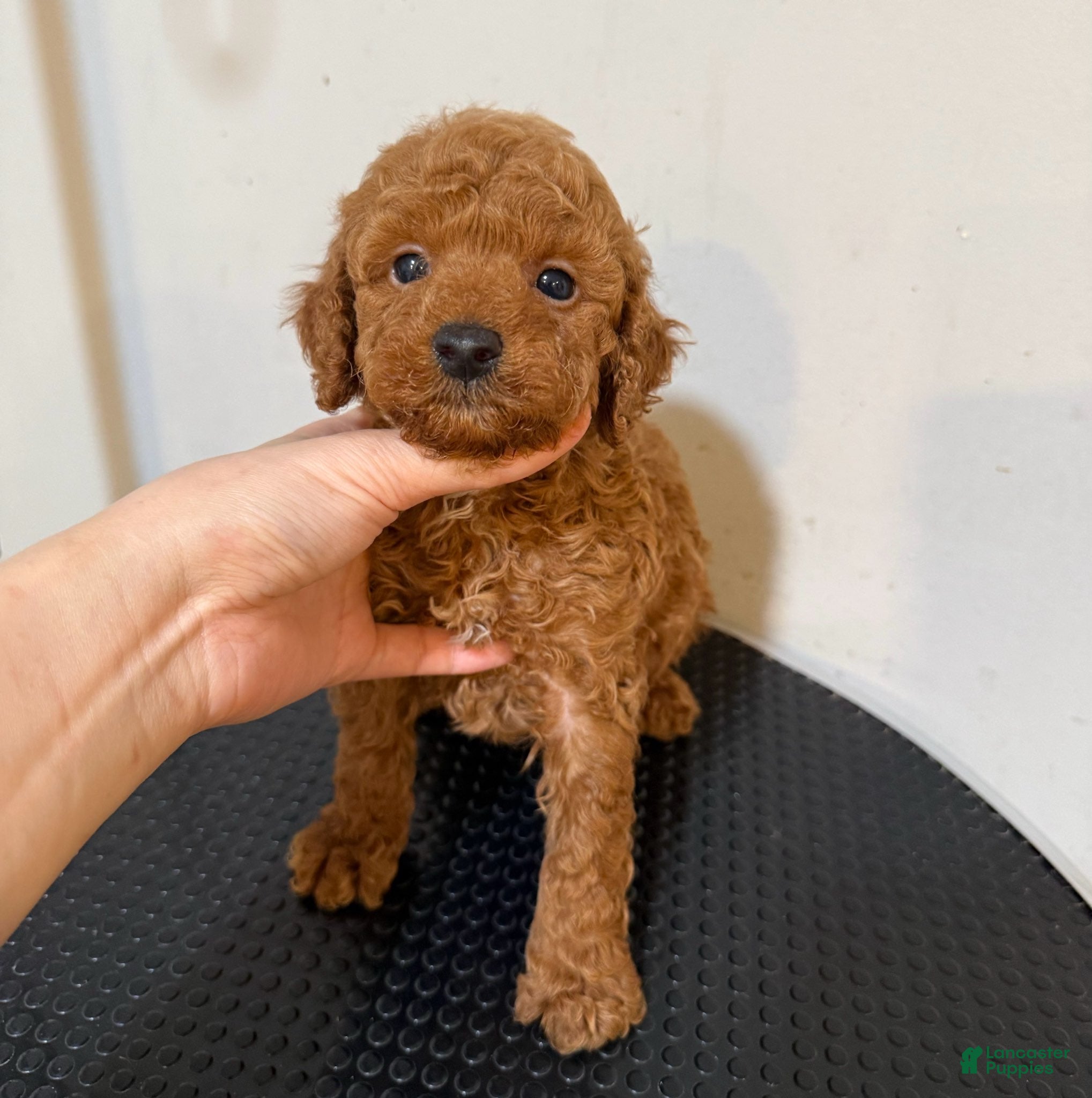 Toy Poodle dogs Puppy 1 - Ad 4