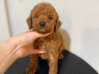 Toy Poodle dogs Puppy 1 - Ad 4