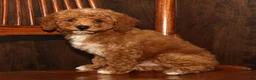 Miniature Poodle dogs for sale: Kyle - Ad 8