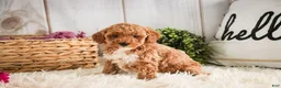 Miniature Poodle dogs for sale: Jill - Ad 7