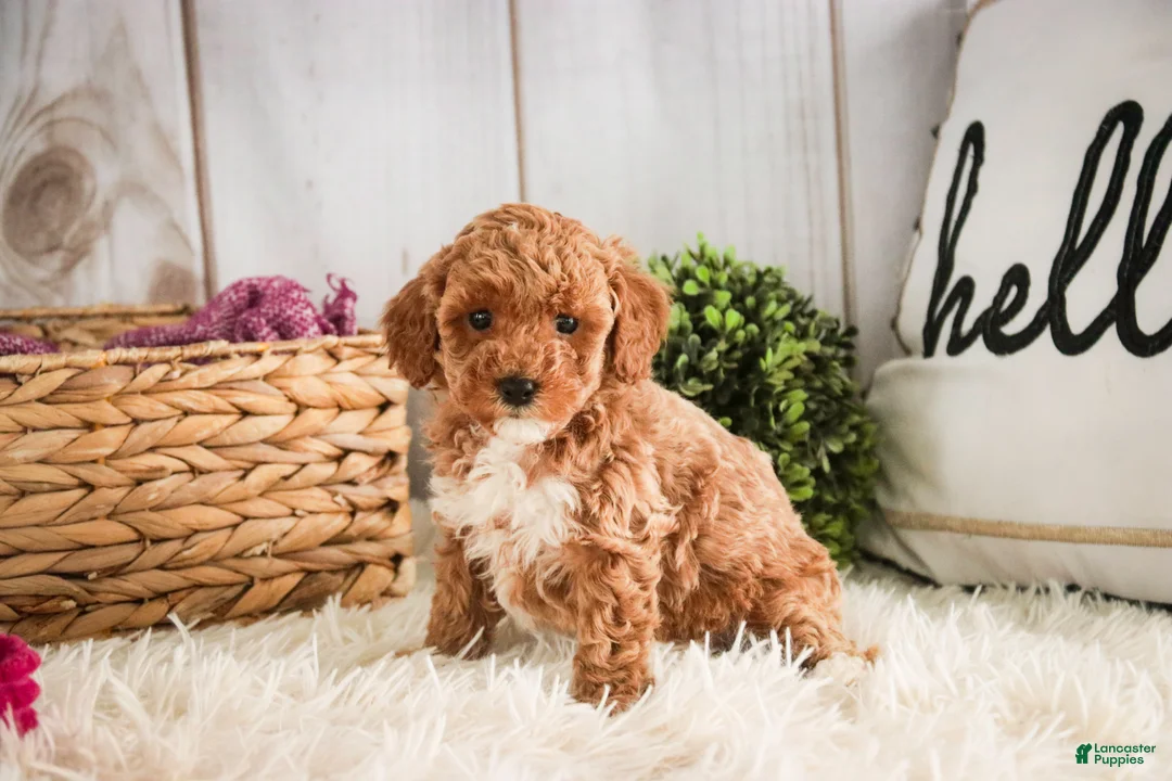 Miniature Poodle dogs for sale: Jill - Ad 7
