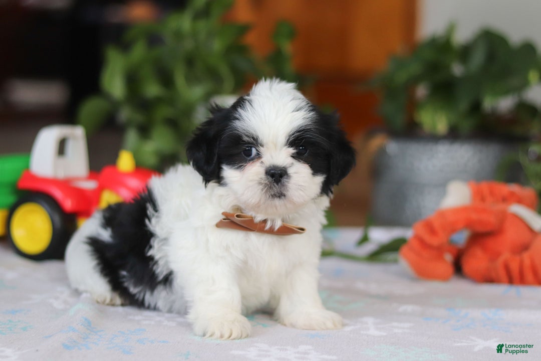 Shih Tzu dogs for sale: Gordon - Ad 3
