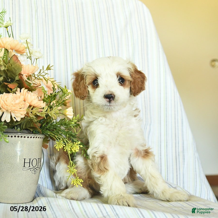 Mini Goldendoodle dogs Iris  - Ad 1