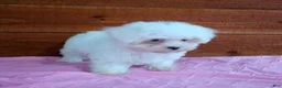 Maltese dogs for sale: Sadie - Ad 4