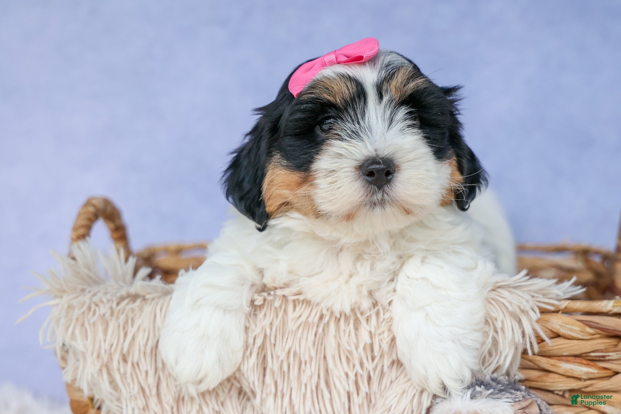 Teddy Bear dogs TINA - Ad 2
