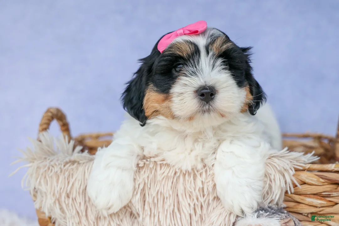 Teddy Bear dogs for sale: TINA - Ad 2