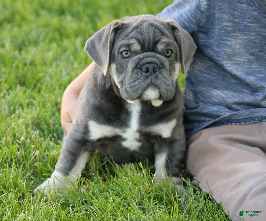 Beabull dogs for sale: Zach - Ad 2