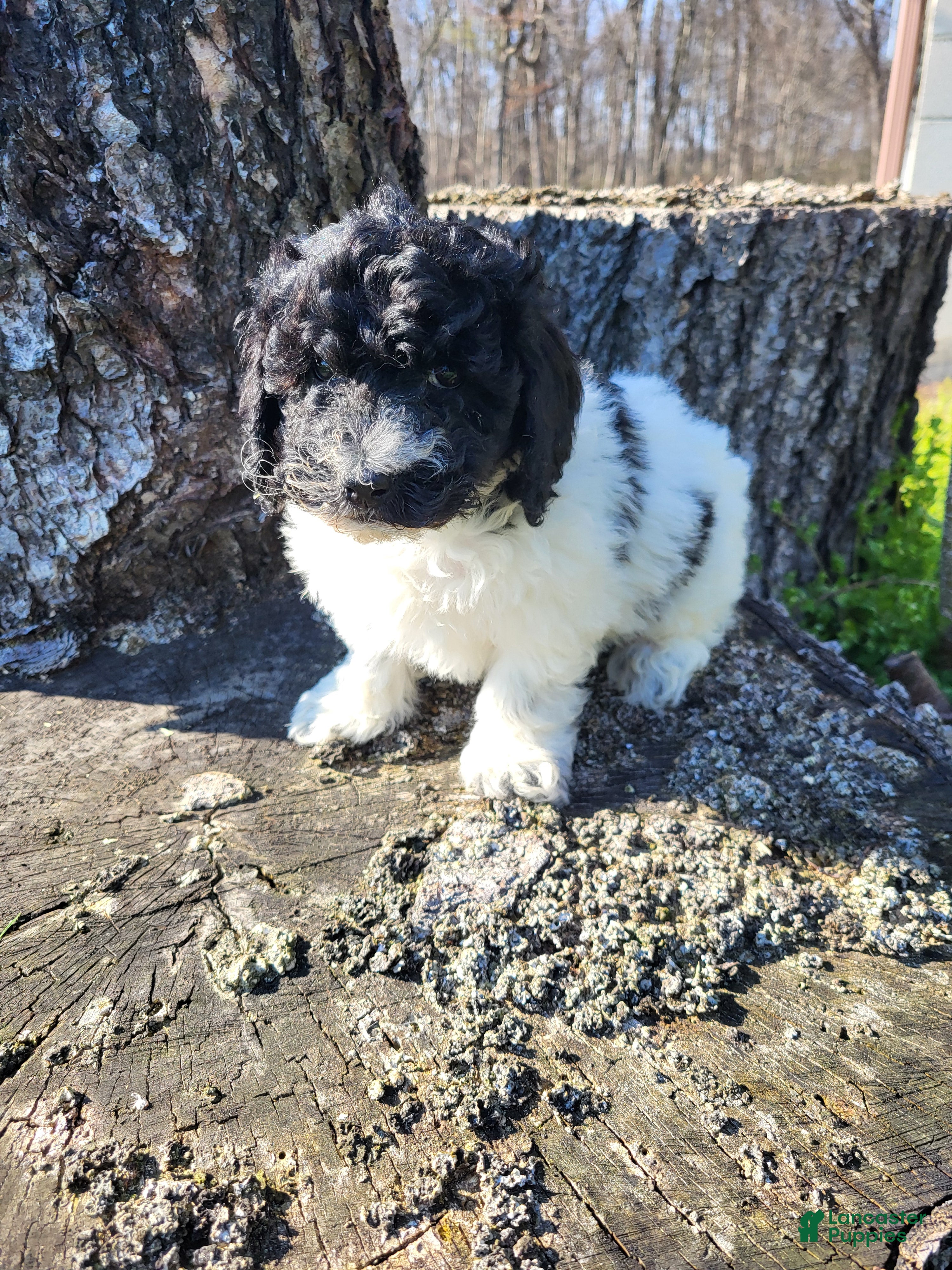 Miniature Poodle dogs Bingo - Ad 1