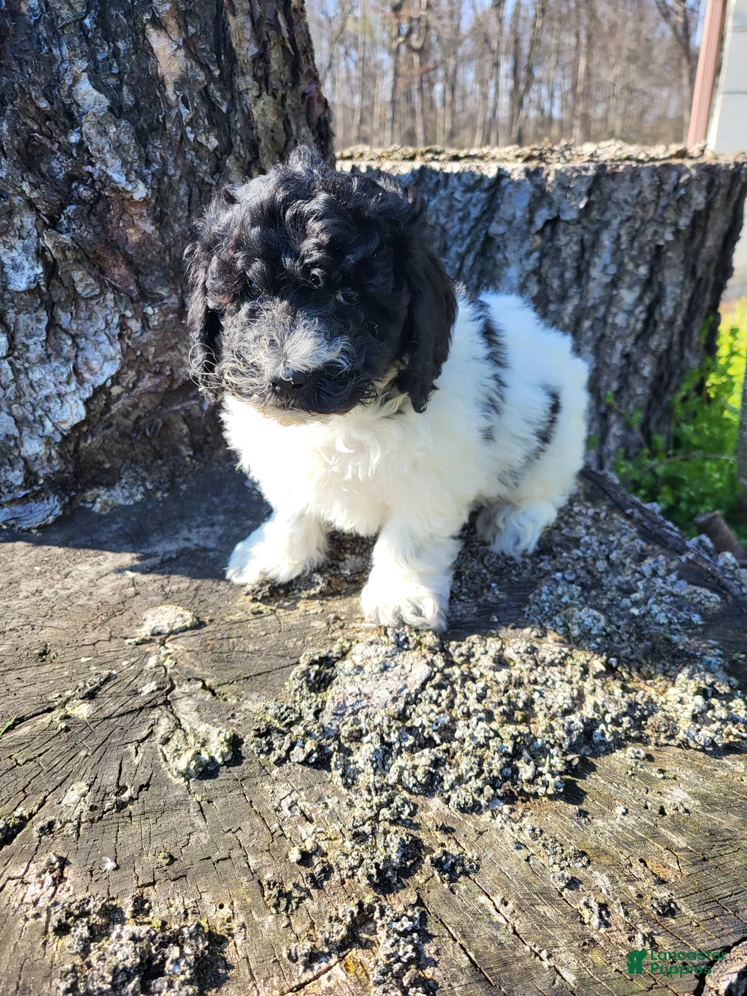 Miniature Poodle dogs for sale: Bingo - Ad 1