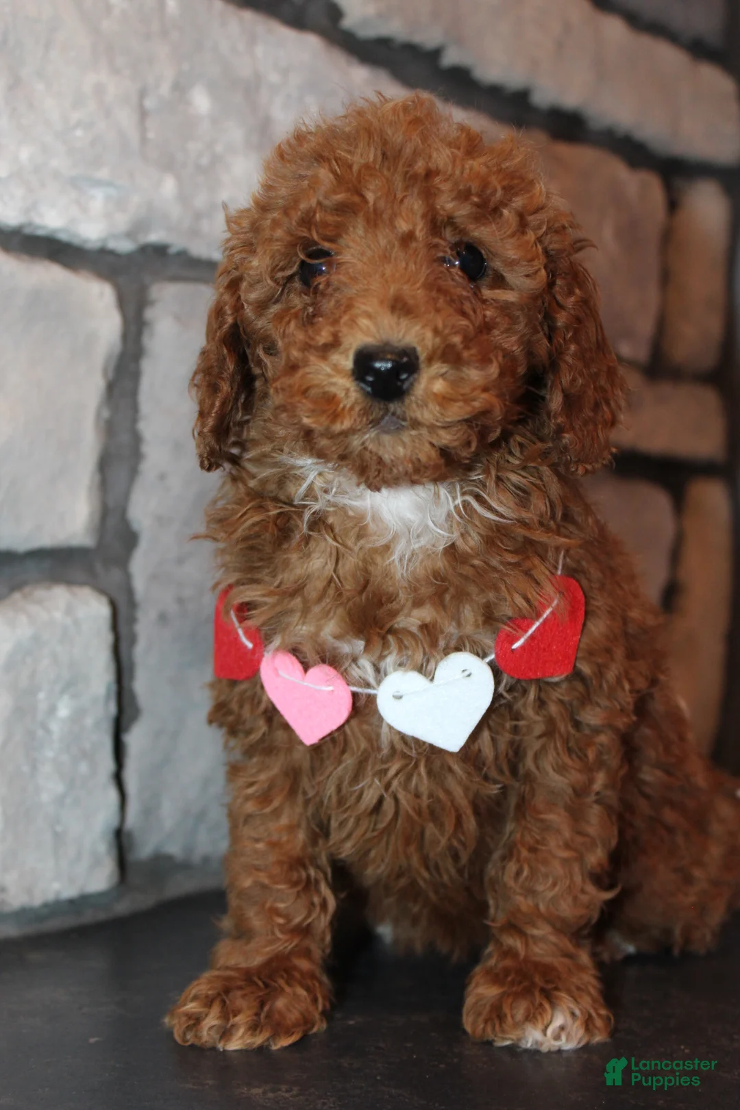 Miniature Poodle dogs for sale: AKC Piper - Ad 6
