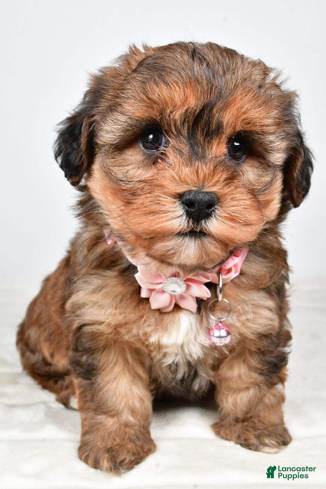 Yorkiepoo dogs for sale: Twinkle - Ad 6