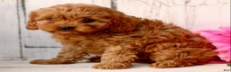 Cavapoo dogs for sale: Duke  - Ad 3