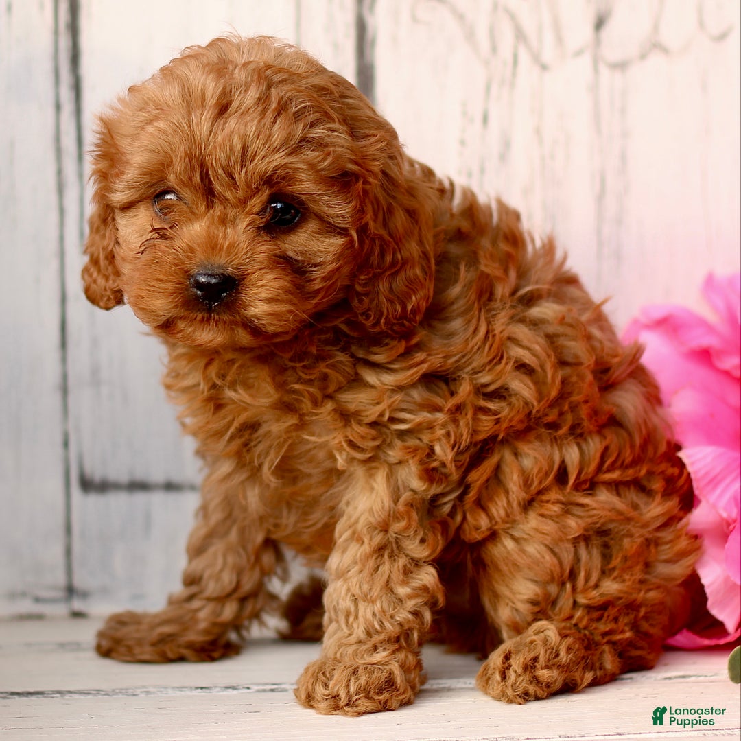 Cavapoo dogs for sale: Duke  - Ad 3