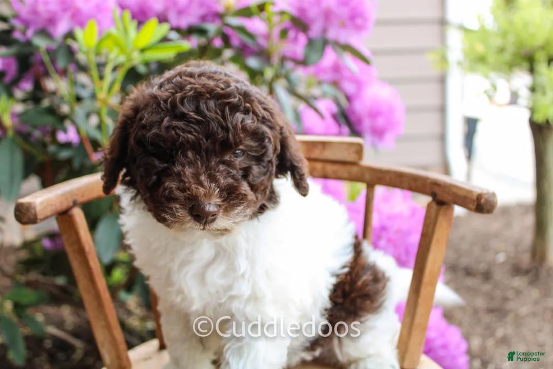 Mixed Breed dogs for sale: Neptune - Ad 2