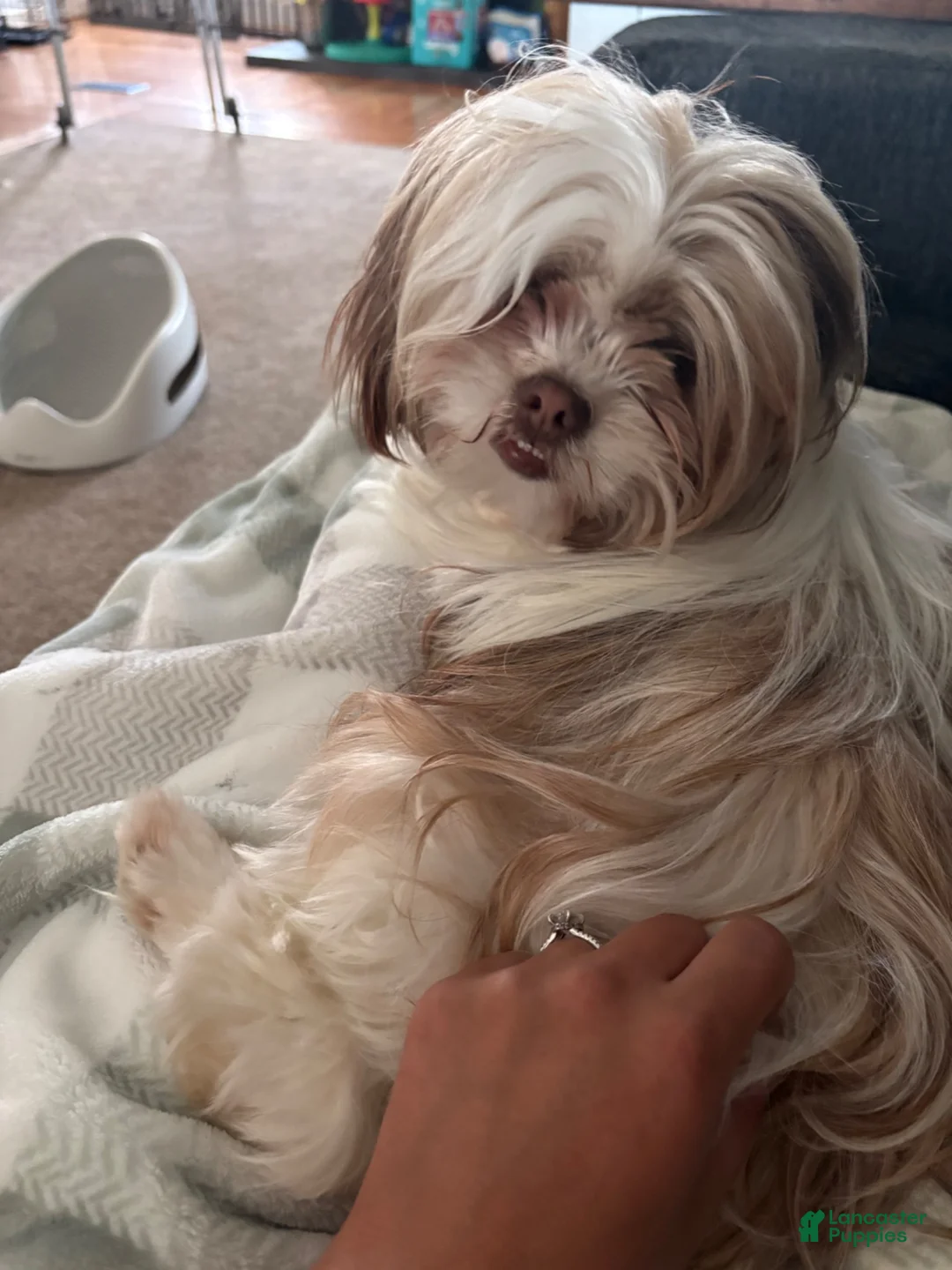 Malshi dogs for sale: Eli - Ad 2