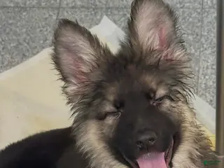 German Shepherd dogs German Shepherd Puppy 4 - Ad 23