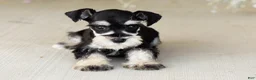 Miniature Schnauzer dogs for sale: Sophia  - Ad 2
