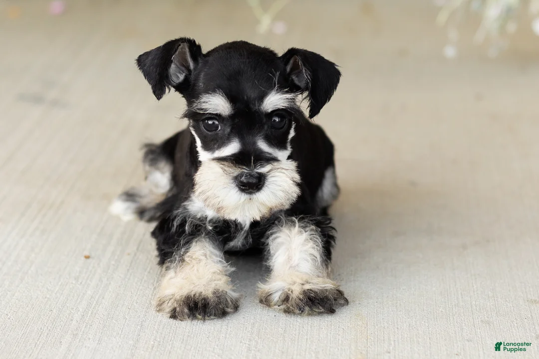 Miniature Schnauzer dogs for sale: Sophia  - Ad 2
