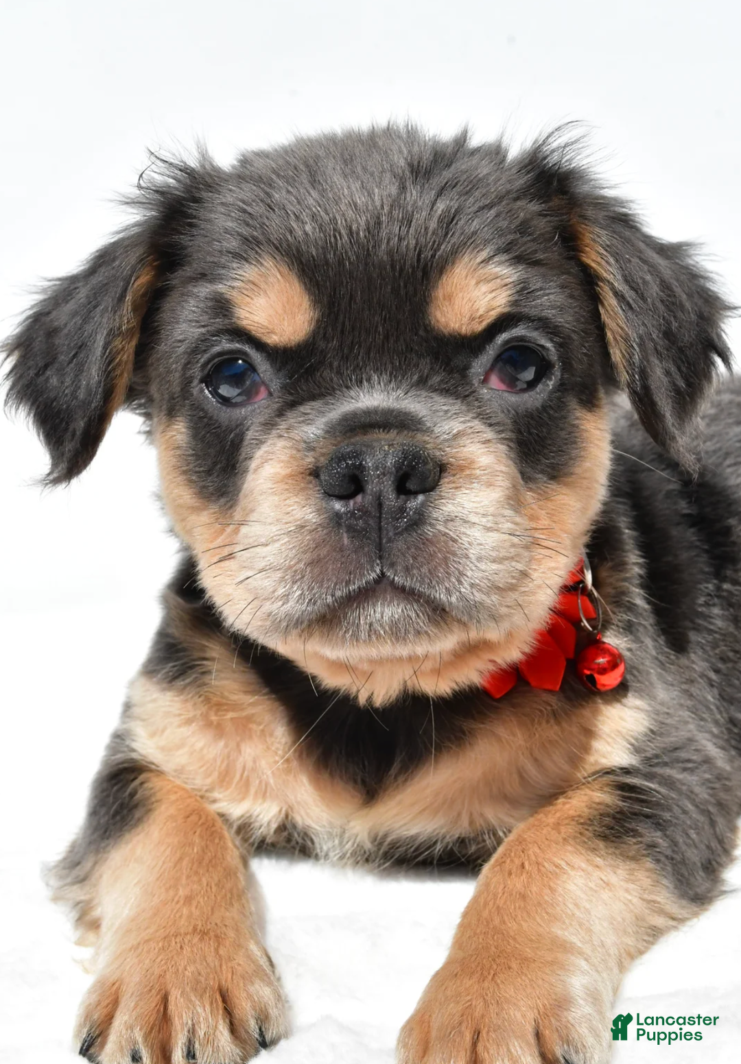 French Bulldog dogs for sale: Nikki - Ad 9