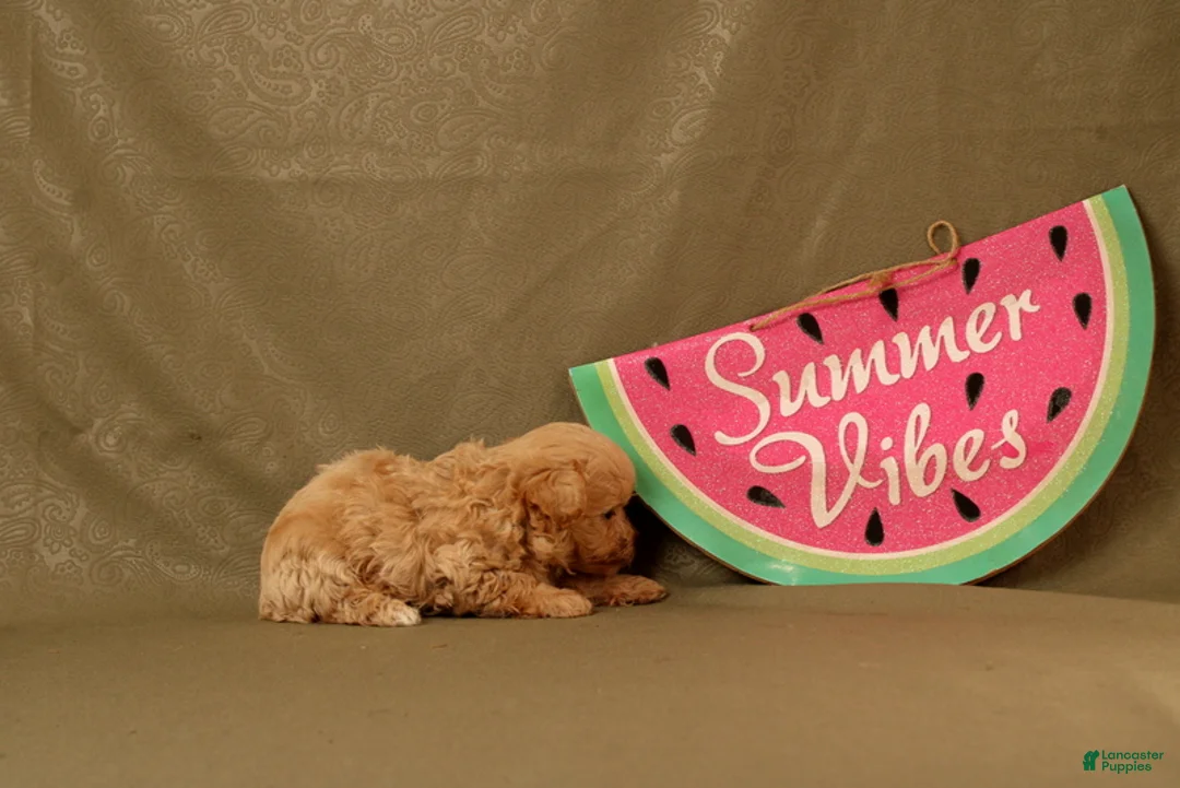 Maltipoo dogs for sale: Ishmeal - Ad 4