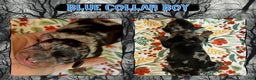 Miniature Dachshund dogs for sale: Blue Collar - Ad 5