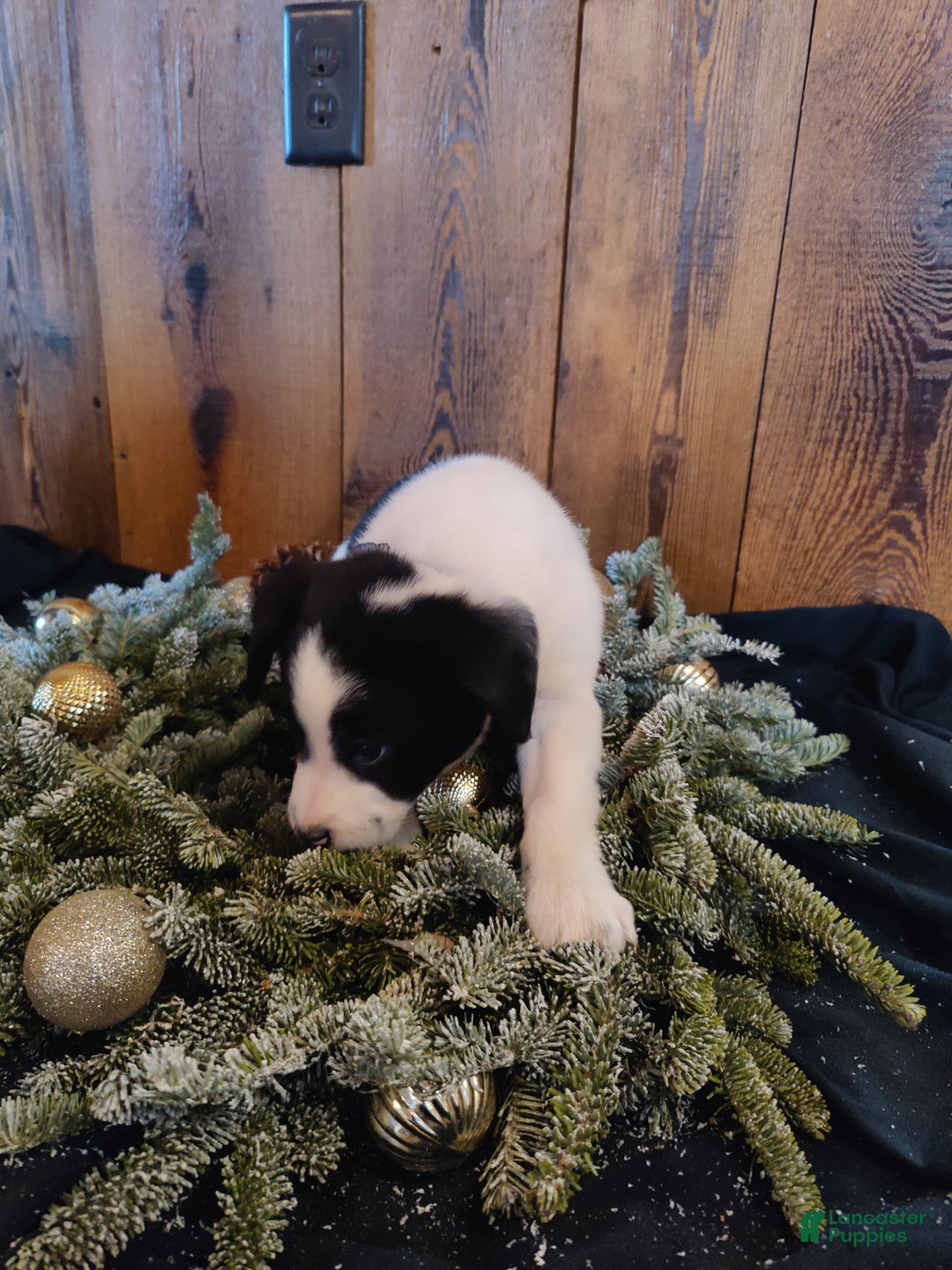 Mixed Breed dogs for sale: Washington  - Ad 3