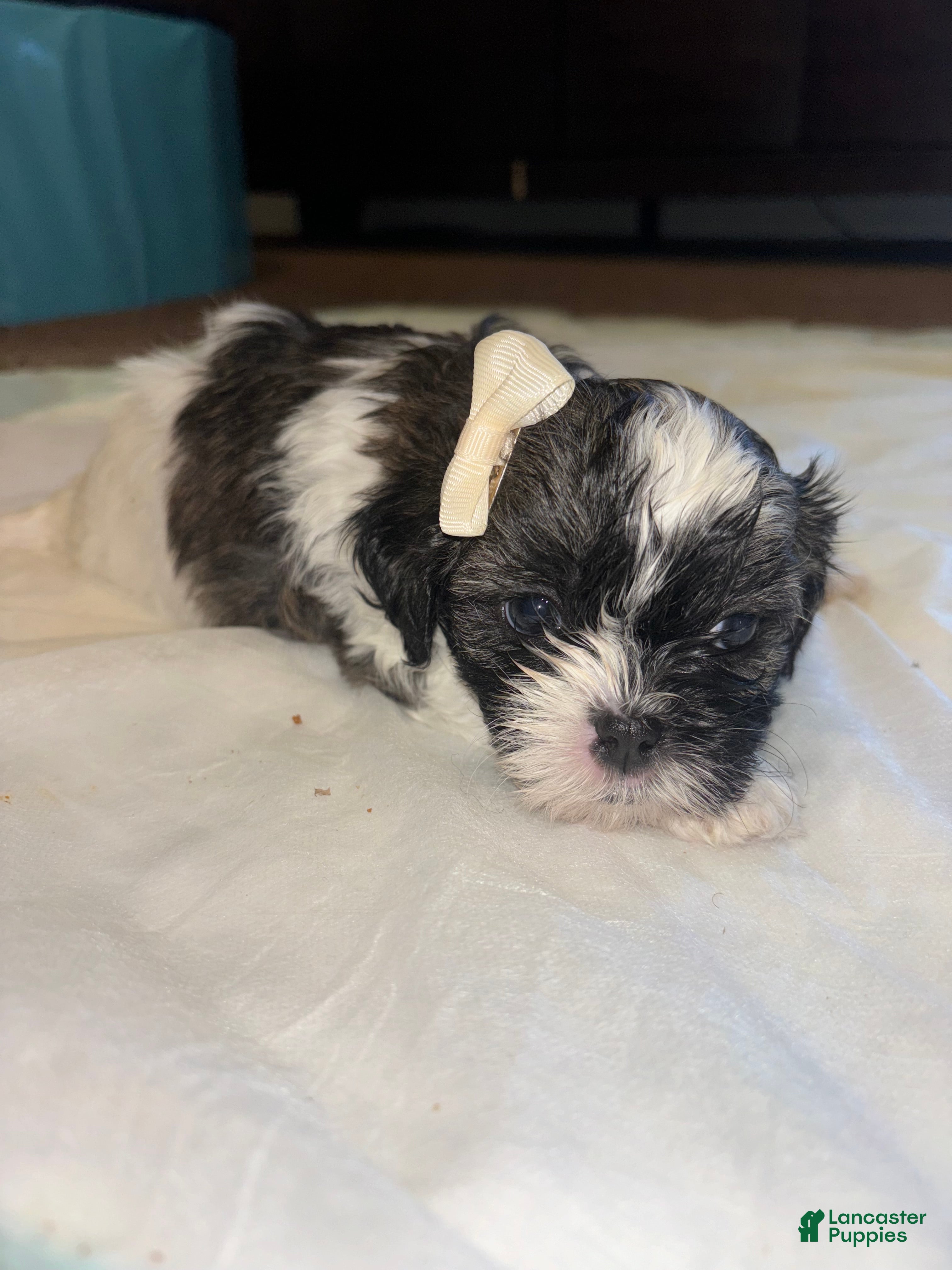 Shihpoo dogs Shihpoo Puppy 2 - Ad 28