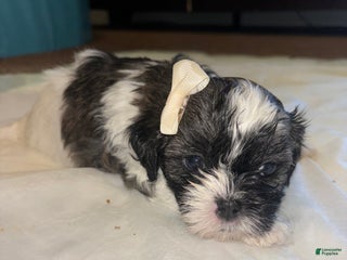Shihpoo dogs for sale: Shihpoo Puppy 2 - Ad 1