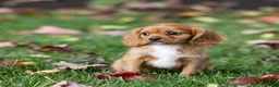 Cavalier King Charles Spaniel dogs for sale: Chipy - Ad 3