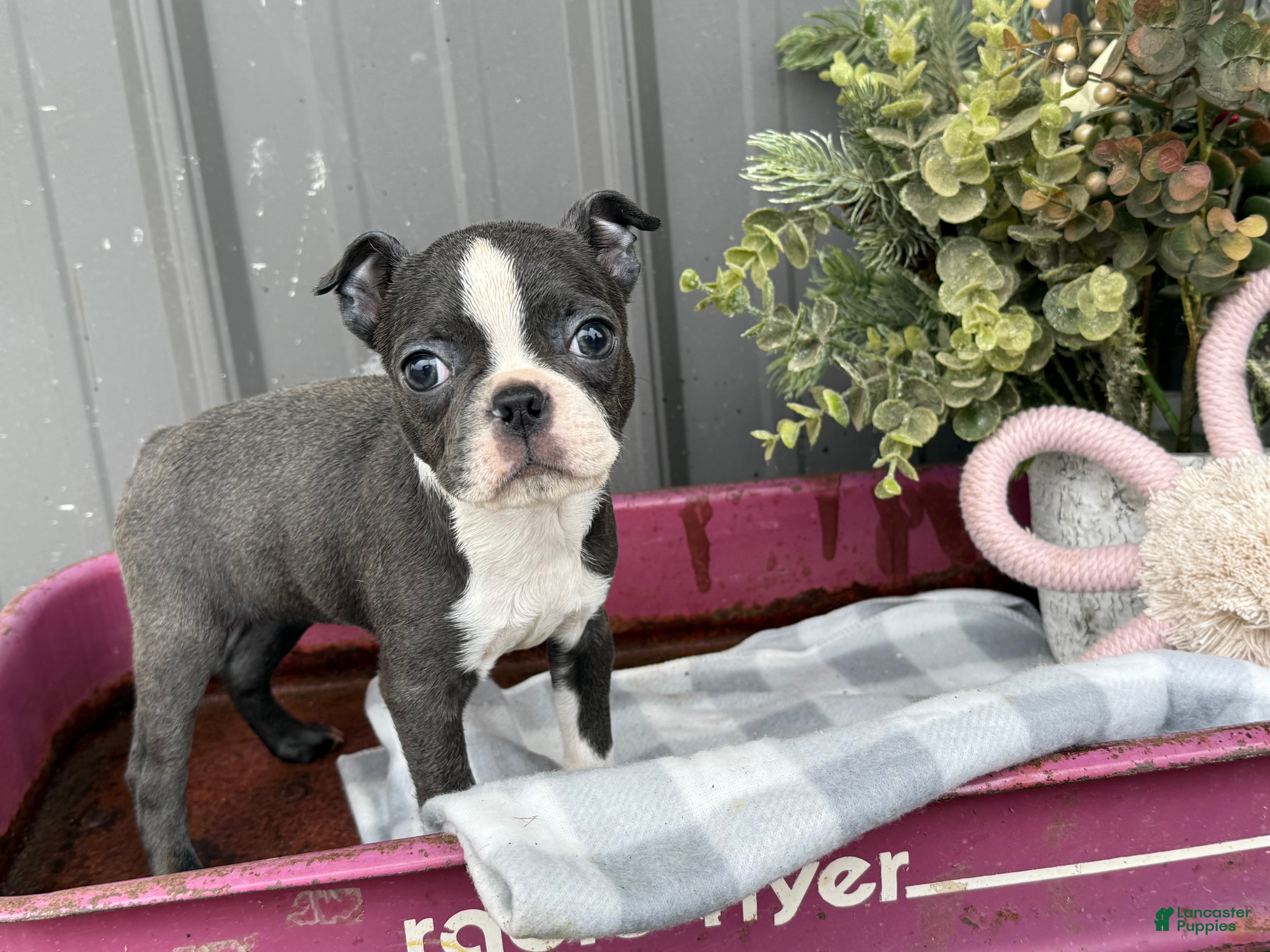 Boston Terrier dogs Apricot  - Ad 2