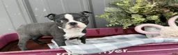 Boston Terrier dogs for sale: Apricot  - Ad 2