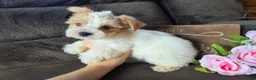 Yorkshire Terrier dogs for sale: Bunny - Ad 5