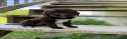 Goldendoodle dogs for sale: Goldendoodle 2 - Ad 1