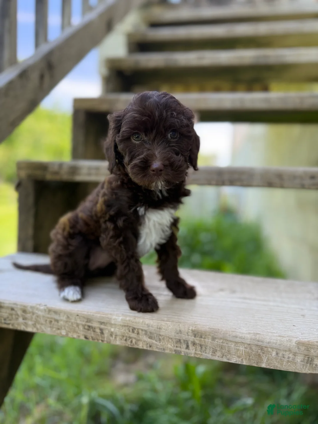 Goldendoodle dogs for sale: Goldendoodle 2 - Ad 1