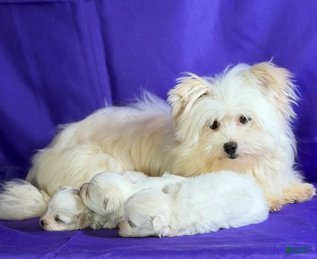 Maltipom dogs for sale: Donut  - Ad 5