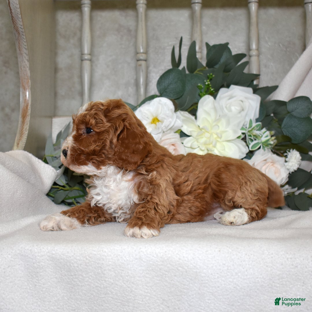 Miniature Poodle dogs for sale: Jasmine - Ad 5