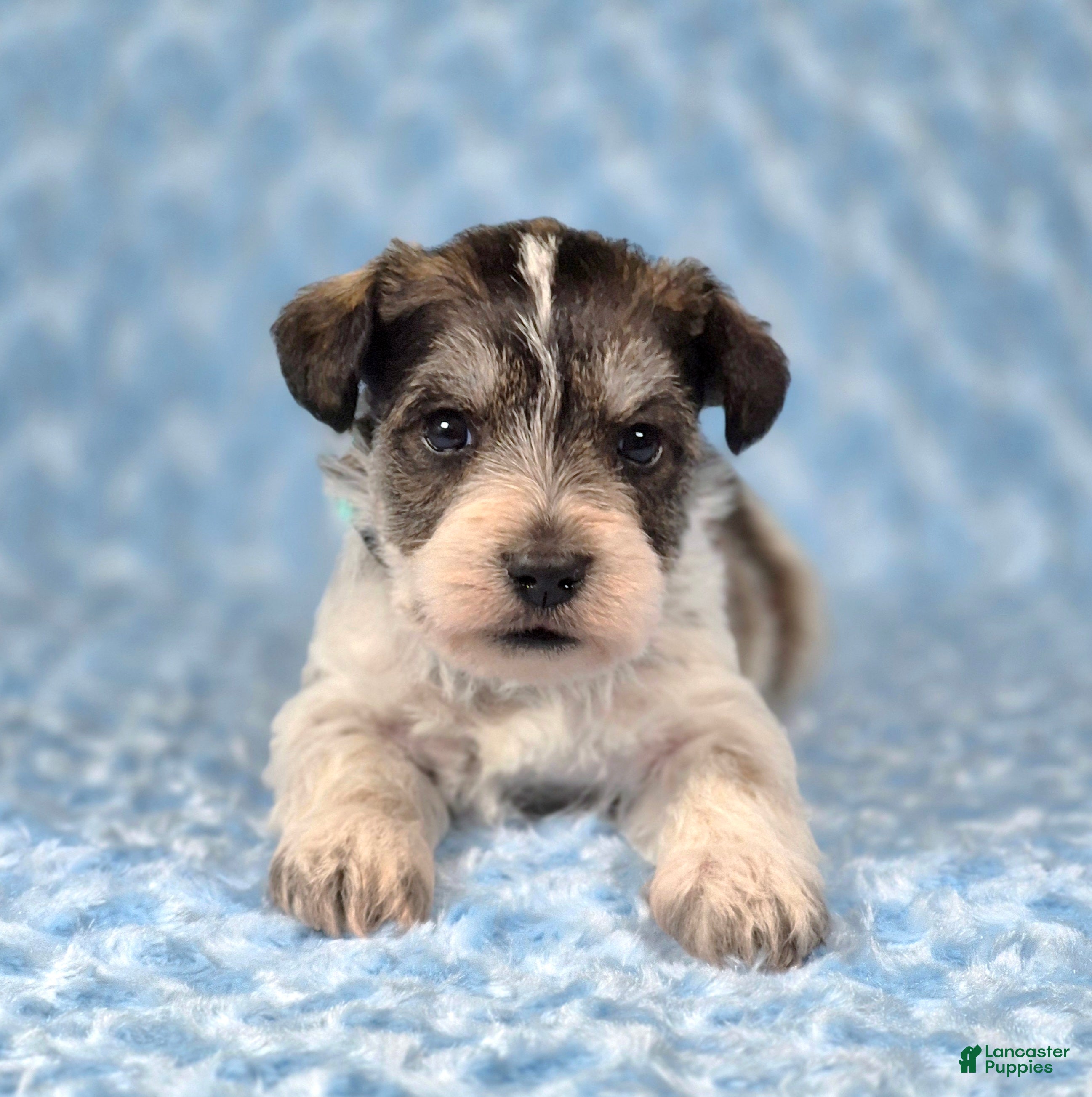 Miniature Schnauzer dogs Patch - Ad 1