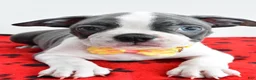 Boston Terrier dogs for sale: Ian - Ad 4