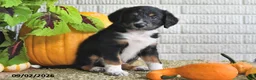 Mixed Breed dogs for sale: Alex - Ad 4