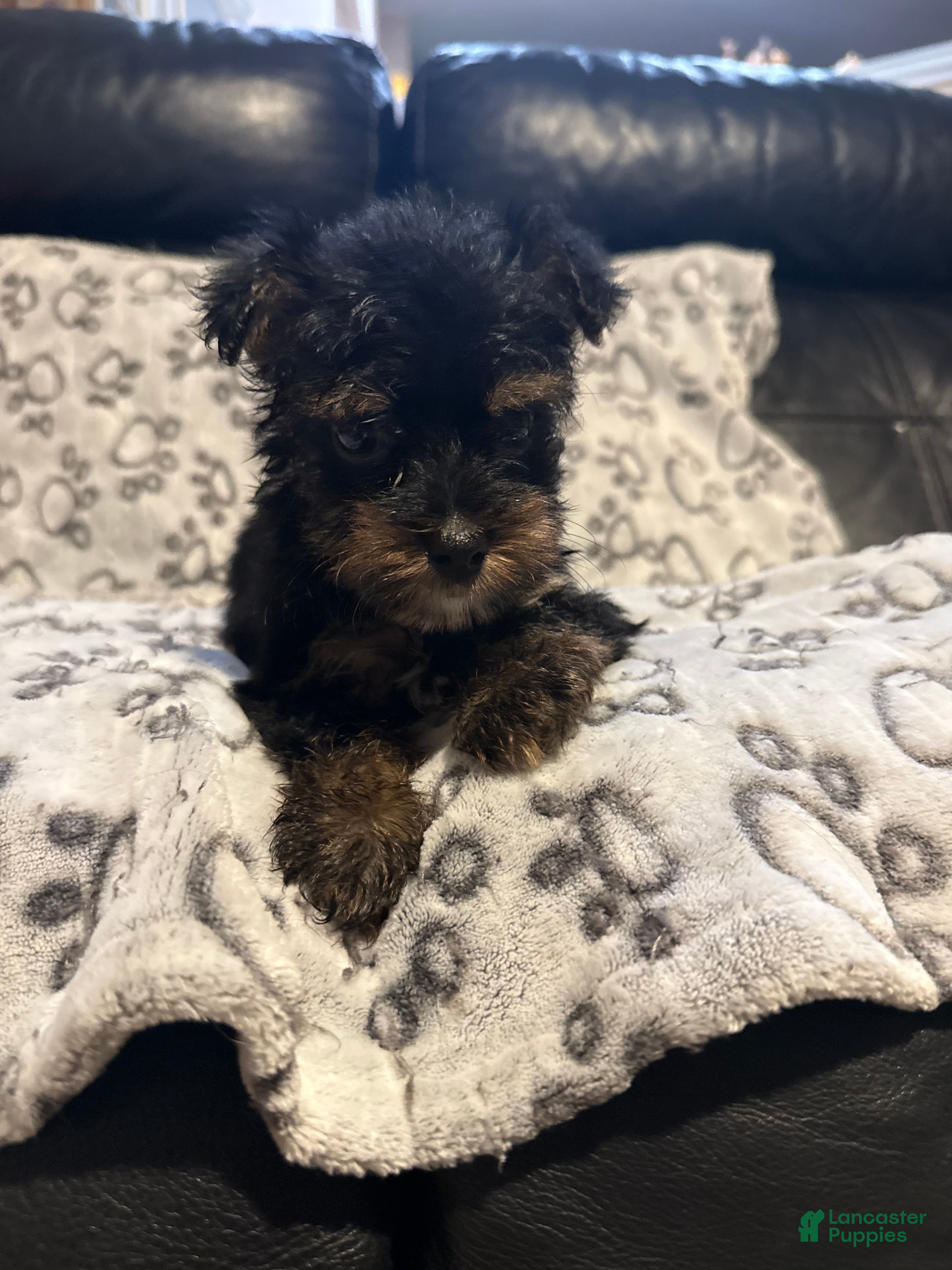 Yorkshire Terrier dogs Teddy - Ad 1