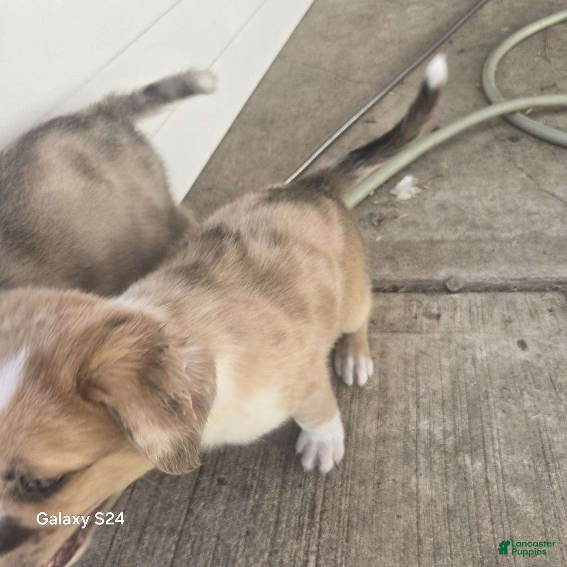 Mixed Breed dogs Mixed Breed 5 - Ad 17