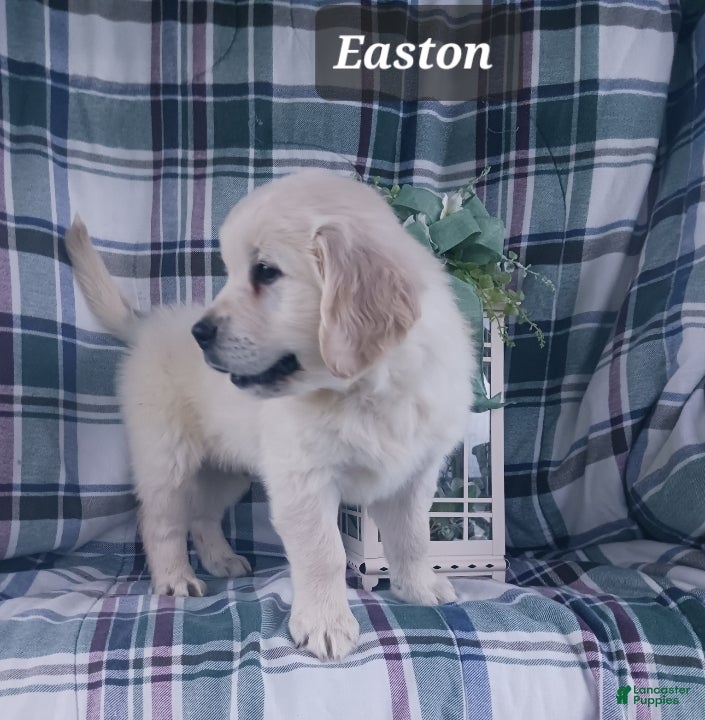 Golden Retriever dogs Easton - Ad 2