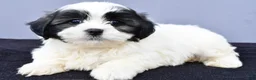 Malshi dogs for sale: Josh - Ad 4