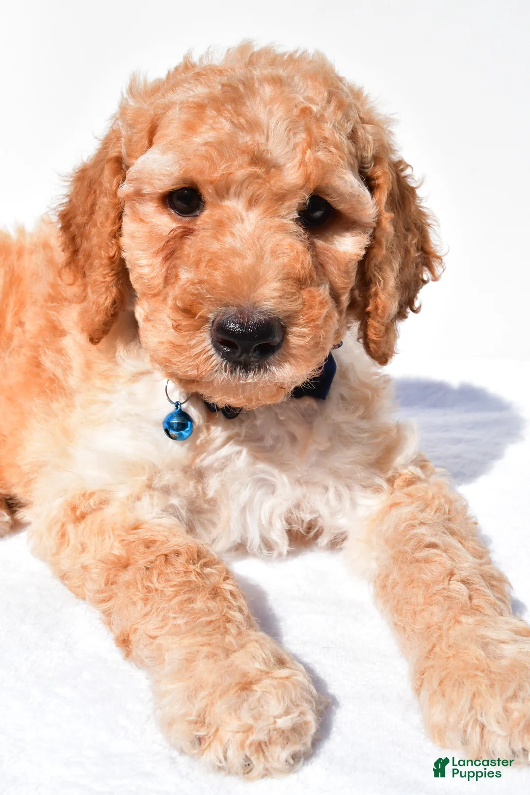 Standard Poodle dogs for sale: Anderson - Ad 2