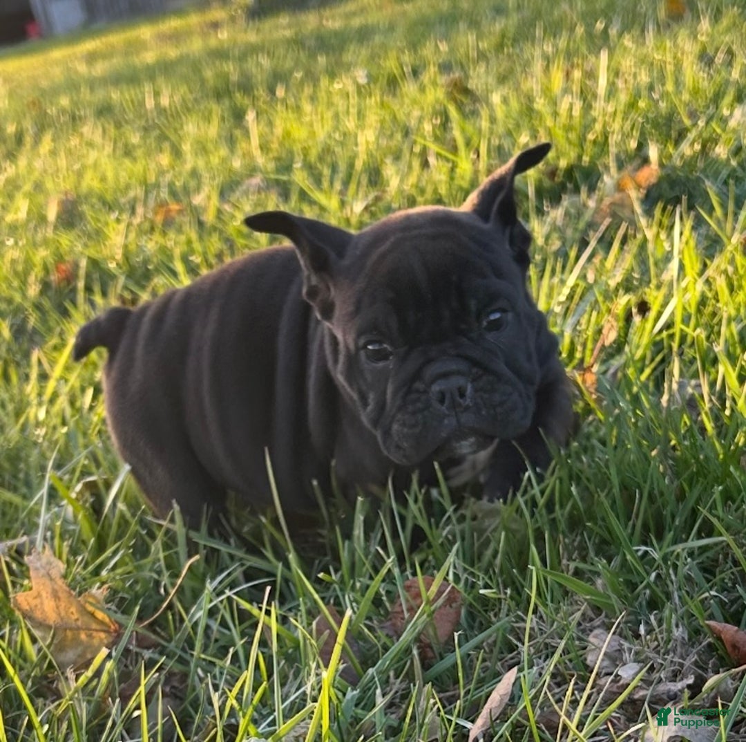 English Bulldog dogs for sale: Lucy - Ad 22