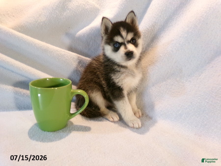 Pomsky dogs Americano - Ad 1