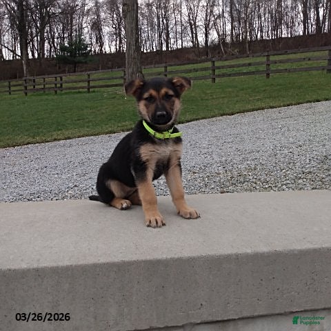 German Shepherd dogs Sandy - Ad 1