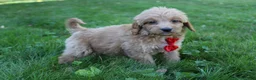 Mini Goldendoodle dogs for sale: Dewie 💎 - Ad 5