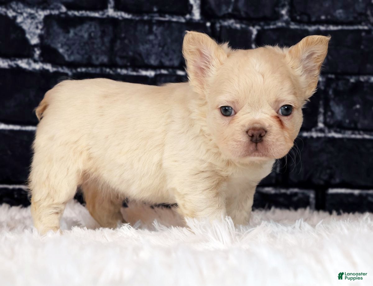 French Bulldog dogs Bailey - Ad 1